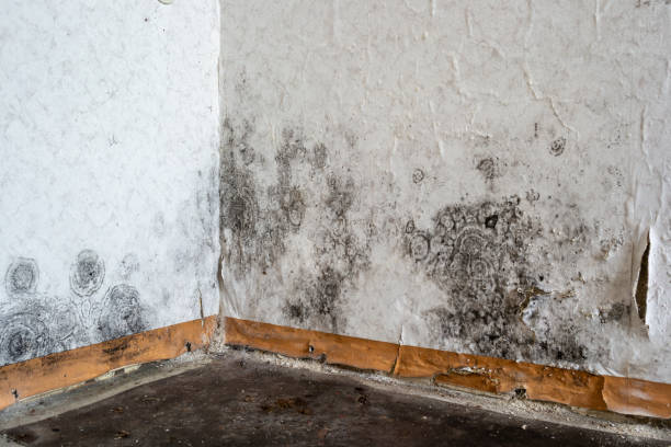 Crawl Space Mold Removal in The Meadows, FL